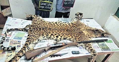 The leopard skin and the country gun seized