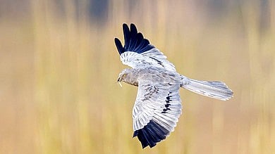 A migratory Harrier bird