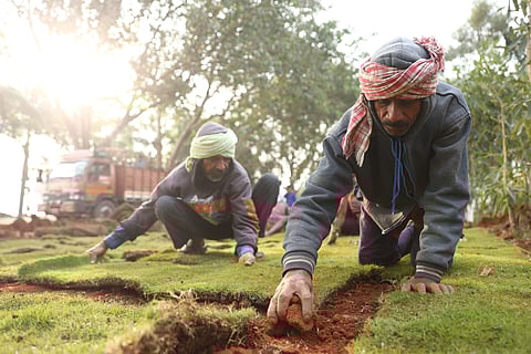 Daily wage workers are seen engrossed in beautification works at Necklace Road, carefully transplanting grass