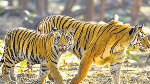 He clarified that the 32 unique individual tigers do not include the two big cats translocated to Similipal from Maharashtra’s Tadoba Andhari Tiger Reserve (TATR) last year.