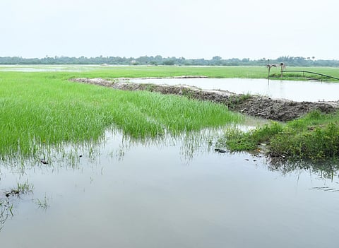 Paddy fields inundated in the weekend rains in Vettangudi village in Kollidam block in Mayiladuthurai district