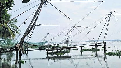 Tales of palmyra palms and Palingnard platoons