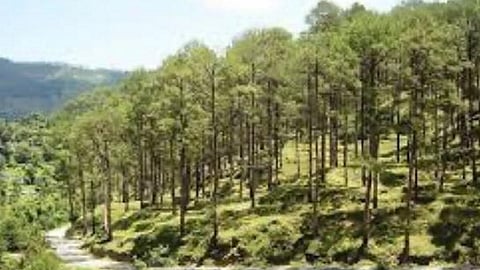 Image of Uttarakhand forest used for representational purposes only.