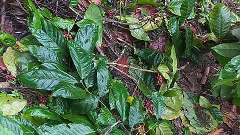 Ripened coffee beans drop following rainfall across Kodagu.