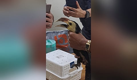Two persons caught at Kochi airport while smuggling 14 exotic birds from Thailand