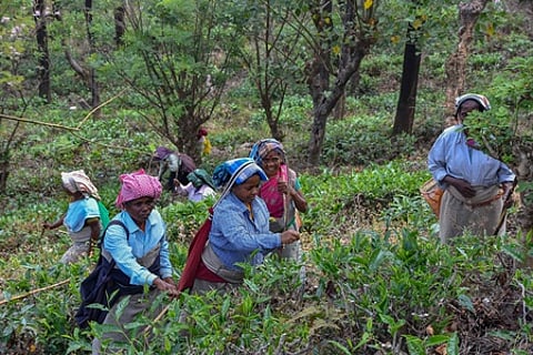 The women tea estate workers are engaged in their job in Manjolai in Tirunelveli -