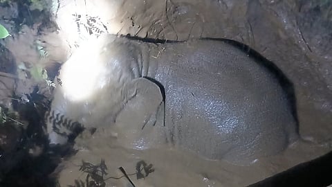 The elephant calf seen inside the well