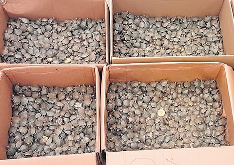 The seized turtles were fed and sent back to Malaysia on the same day