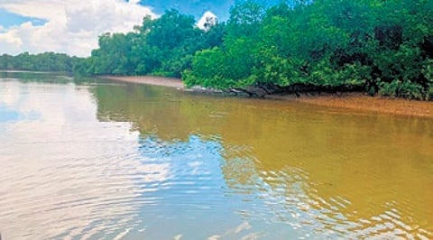 Mangrove forest of Bhitarkanika in Kendrapara district