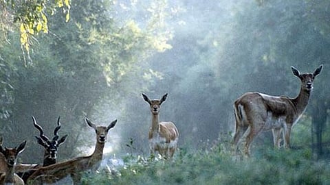 Ranebennur Blackbuck sanctuary