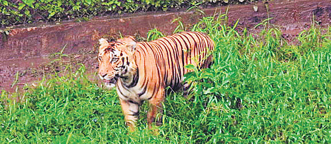 The new method of patrolling will be helpful to find out which ares the staff did not cover and helps to strengthen steps to ensure free movement of tigers and other animals.