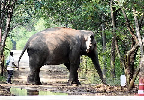 Upon receiving information, forest staff visited the spot and drove away the elephant.