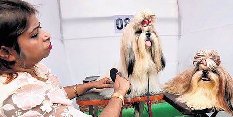 A participant grooming her dog at All Breeds Championship Dog Show