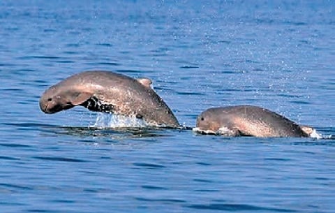 Irrawaddy dolphins in Chilika lake