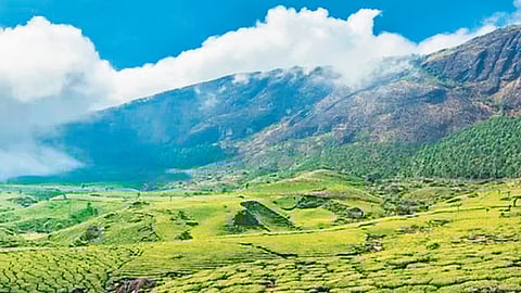In 2023, around 16.72 lakh domestic tourists visited Munnar, which was around 7% of the total domestic arrivals in the state.