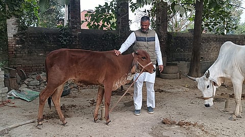 Naushad Ahmad Dubey tending to cows (Photo | Special arrangement)