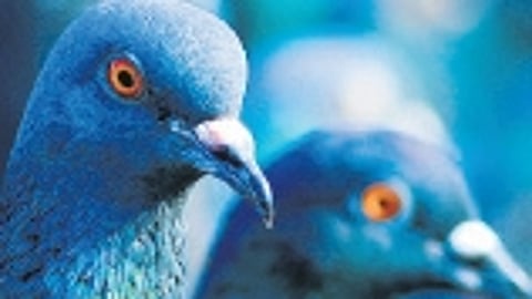Pigeon allergies: a growing concern for urban dwellers