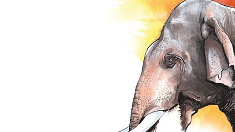 Two tusker attack deaths spark tension in Odisha