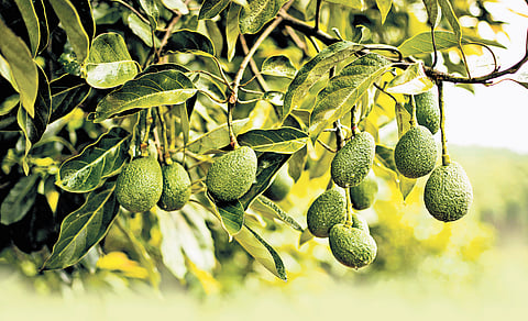 Coffee, Coorg and avocado