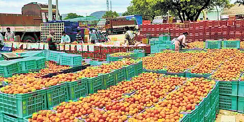 On December 2, top-grade tomatoes fetched Rs 66.70 per kg, but by Monday, prices fell to Rs 17.40 per kg.