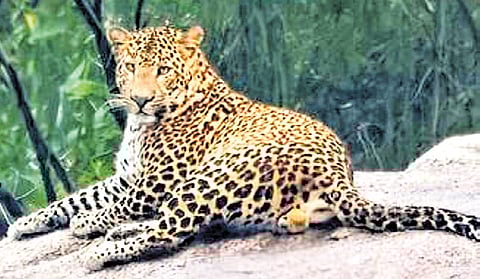 Representational image