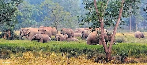 The elephant herd in a paddy field near Dalki village