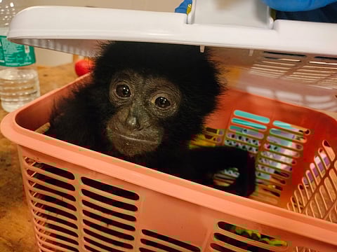 Image of a Siamang Gibbon used for representative purposes only