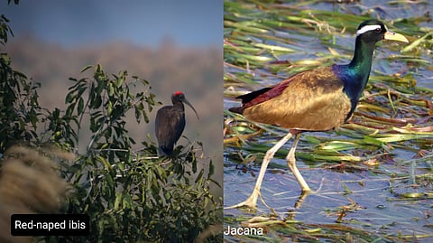 Kumaon Mountains welcome migratory birds