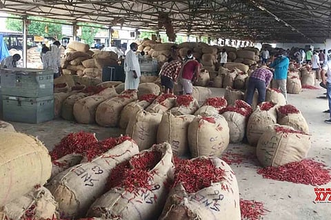 Farmers are in huge distress as the prices of chilli have taken a nosedive in the past few months.