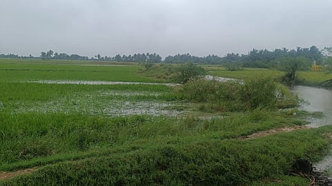 Picture captured by Ekanapuram residents on 1st December 2024, show notified land for the Parandur Airport Project waterlogged.