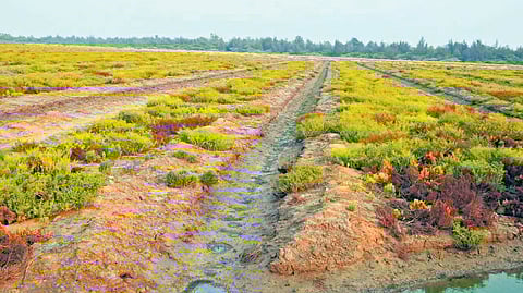 Mangrove plantation threatens wetlands in Bapatla district