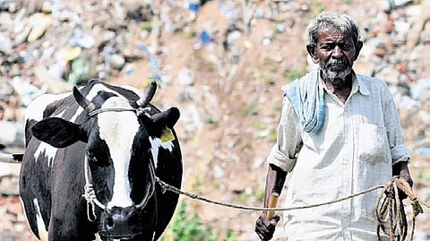 In Karnataka, dairy farmers not
paid incentives for nine months