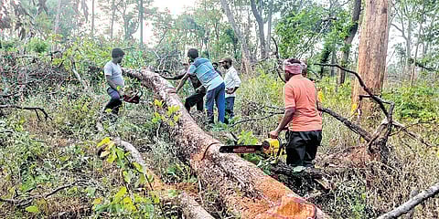 Teams of foresters and labourers clear the fallen trees in Mulugu district