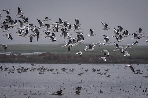 A flock of seagulls and other varieties of birds flo over Nalabana Bird Sanctuary in Chilika Lagoon in Khurdha.