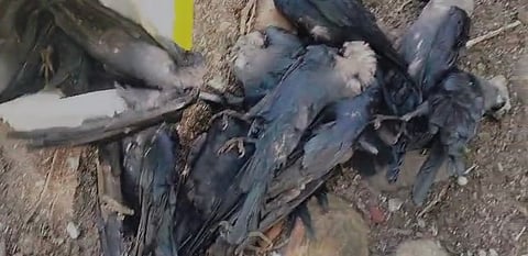 The birds were reportedly poisoned using a mild, unidentified toxin, which authorities believe was procured from local pesticide shops.