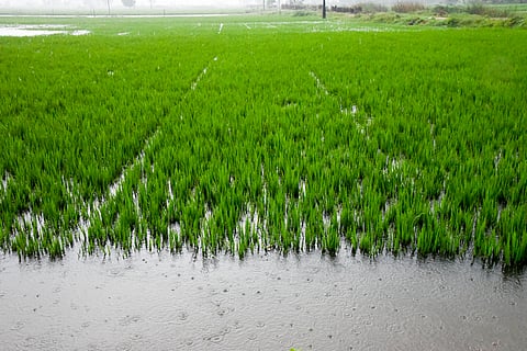 A rain-hit samba paddy field in Yesanappatti near Tiruchy on Tuesday. For representational purpose only