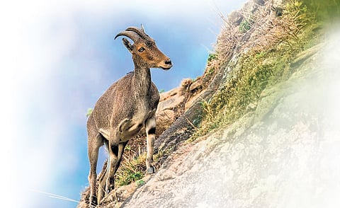 The tahr has become locally extinct in 8 historic habitats including Budha gundu (Pollachi) and Nedungundru (Valaparai) among other areas, and has not been documented in these habitats for the past few years.