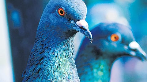 Addressing the pigeon in the room