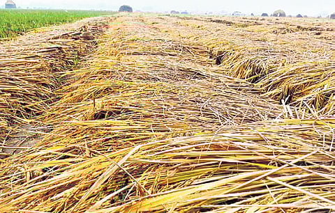 Harvested paddy soaked in rainwater in a farmland in Ganjam