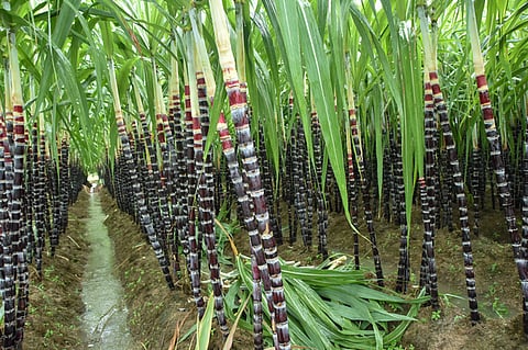 Sugarcane used for representational purposes only