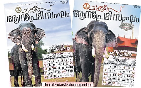 If you think that only captive elephants are featured in these calendars, you’re mistaken! Some groups produce calendars showcasing solely wild elephants.