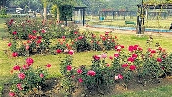 Ahead of tourism season, the pruning of roses commenced at Udagamandalam Government Rose Garden (GRG) on Monday.