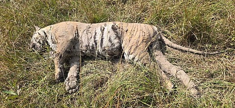 Postmortem carried out on Saturday to a female tiger aged six to seven years old revealed that the big tiger died due to the alleged parasitic infection at Theppakkadu forest range in Mudumalai Tiger Reserve (MTR) on Saturday.
