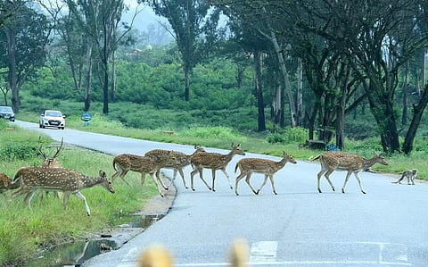 Bandipur Tiger Reserve (BTR)