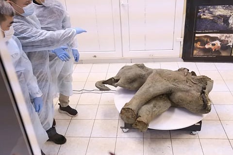 This handout picture taken and released by the North-Eastern Federal University on December 23, 2024, shows the carcass of a baby mammoth, which is estimated to be over 50,000 years old