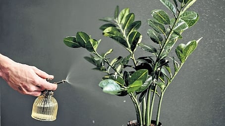 One for serial plant killers