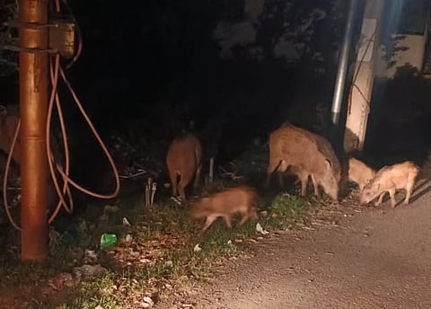 Wild boars image used for representational purposes only