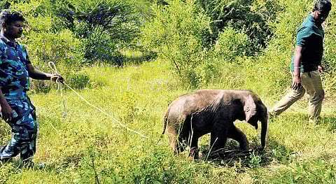 Officials try to unite a two-month-old calf elephant with a herd after its mother died of cardiac arrest in Pannimadai.