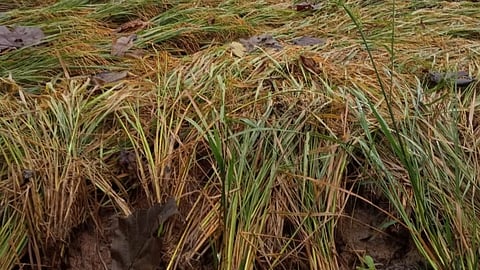 Paddy purchase delayed.