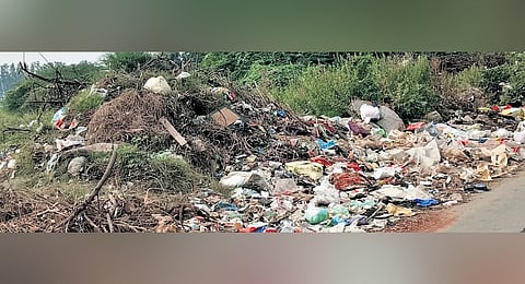 Vacant lands filled with stagnant water and vegetation have become a breeding ground for mosquitoes, causing major inconvenience to Guntur denizens